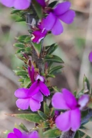 Muraltia heisteria leaves
